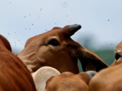 Estados Unidos señala a México por insuficiencia en frenar al gusano barrenador
