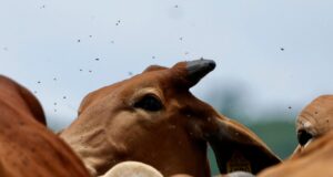 Estados Unidos señala a México por insuficiencia en frenar al gusano barrenador