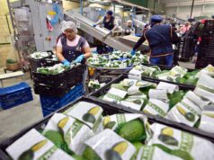 Michoacán, la potencia agroexportadora amenazada por el crimen organizado Michoacán, la potencia agroexportadora amenazada por el crimen organizado