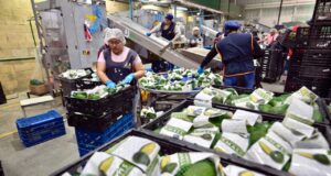 Michoacán, la potencia agroexportadora amenazada por el crimen organizado Michoacán, la potencia agroexportadora amenazada por el crimen organizado