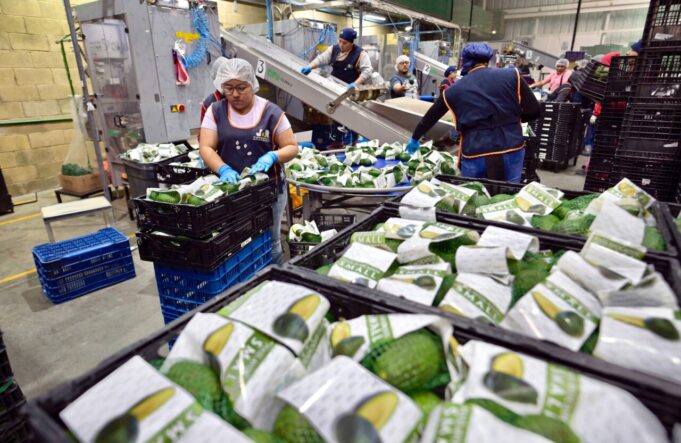 Michoacán, la potencia agroexportadora amenazada por el crimen organizado Michoacán, la potencia agroexportadora amenazada por el crimen organizado