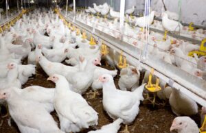 Avicultores mexicanos alertan desequilibrio comercial y presionan ajustes en el T-MEC Avicultores mexicanos alertan desequilibrio comercial y presionan ajustes en el T-MEC