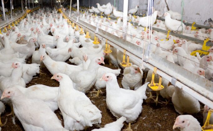 Avicultores mexicanos alertan desequilibrio comercial y presionan ajustes en el T-MEC Avicultores mexicanos alertan desequilibrio comercial y presionan ajustes en el T-MEC