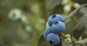 México y el reto agro que abre la revisión del T-MEC en 2026 México y el reto agro que abre la revisión del T-MEC en 2026