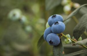 México y el reto agro que abre la revisión del T-MEC en 2026 México y el reto agro que abre la revisión del T-MEC en 2026